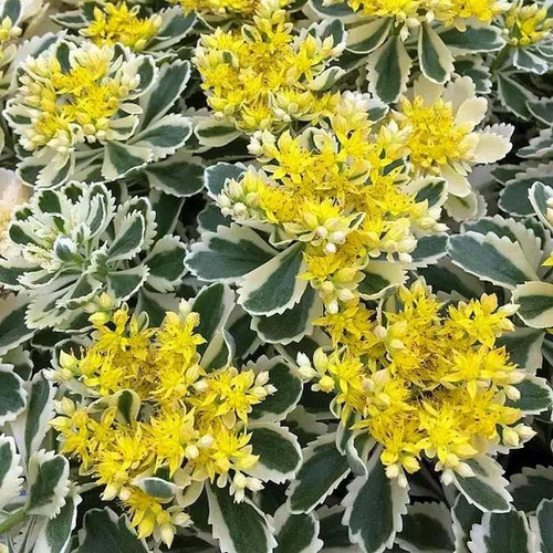 Sedum takesimense atlantis - takesimense, 'atlantis'®