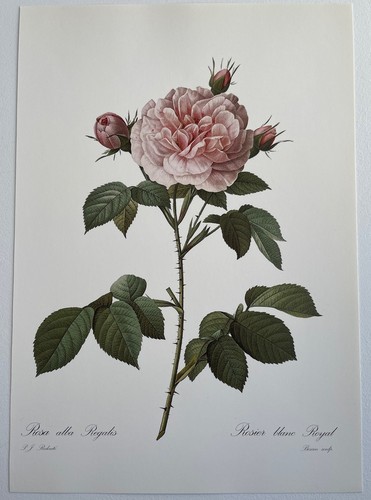 Botanique rosier blanc - botanique,
