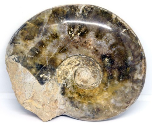 Ammonite fossil jurassic - jurassic, 160