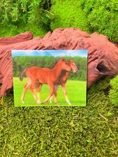 Poulain Cheval Jument Ross