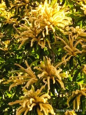 Miel de Châtaignier Du Berry 2025