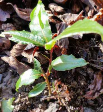 Petit plant de  Laurier Sauce 10 cm  pour  cuisiner  cuisine balcon 