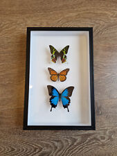 boîte entomologique - papillons - Papilio ulysses - collection papillons