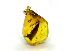 Pendentif Ambre avec Insectes