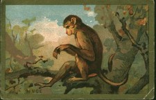 Image ancienne chromo le singe