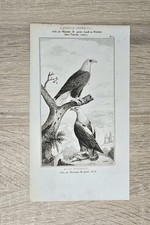 Lithographie ancienne oiseau