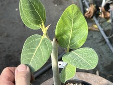 Ficus benghalensis ( Moraceae