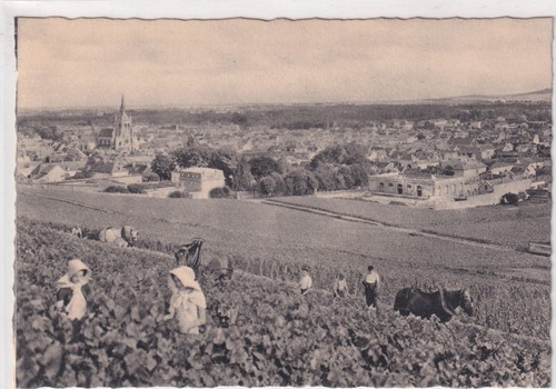 Postcard cartes postale - 🦬postcard/cartes,