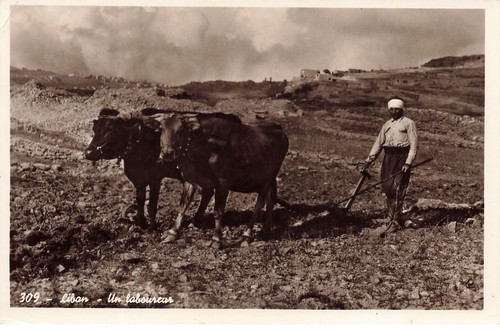 Liban laboureur - laboureur,