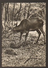 CHAMBORD (41) CERF 10 CORS du
