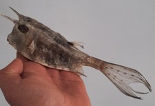 curiosité , taxidermie 