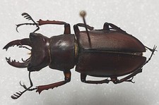 Lucanidae Lucanidae Lucanus