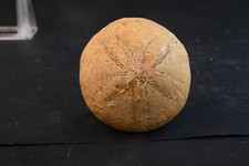 Oursin fossile Echinolampas Westphalie Allemagne Oligocene 166g