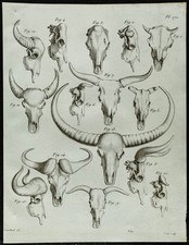 1836 - Crânes de bovidés
