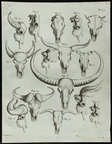 1836 crânes de bovidés - -,