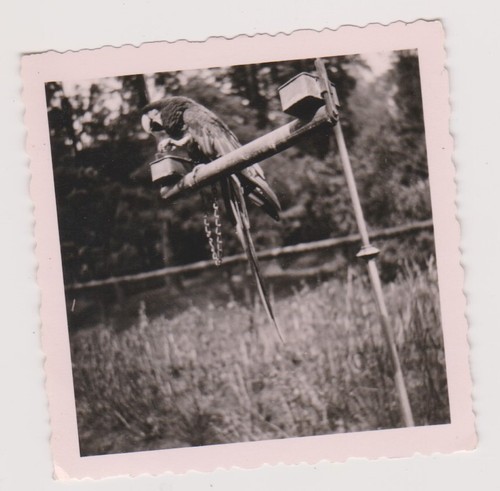 Photo ancienne - , 🎞️