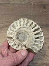 fossile ammonite cristallisé