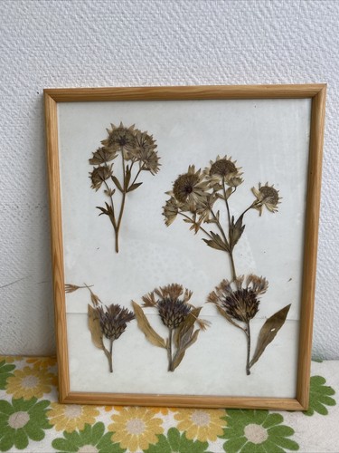 Ancien cadre fleurs séchées - ancien,