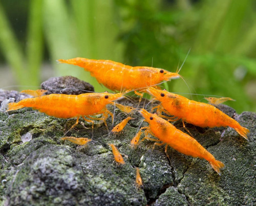 Lot crevettes - lot,
