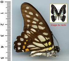 Papilionidae - GRAPHIUM