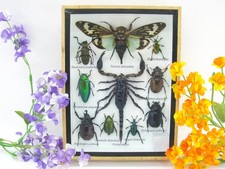 Insectes 3D - exotiques réel
