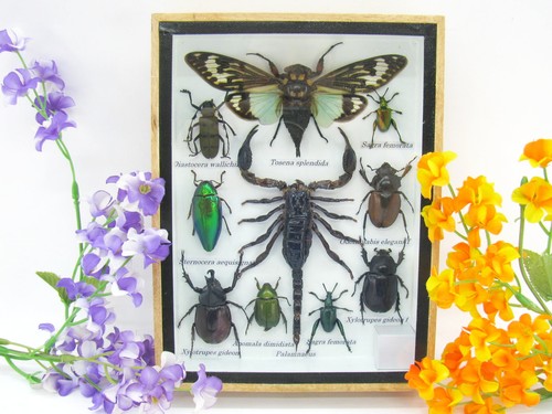 Insectes exotiques réel - insectes, 3d