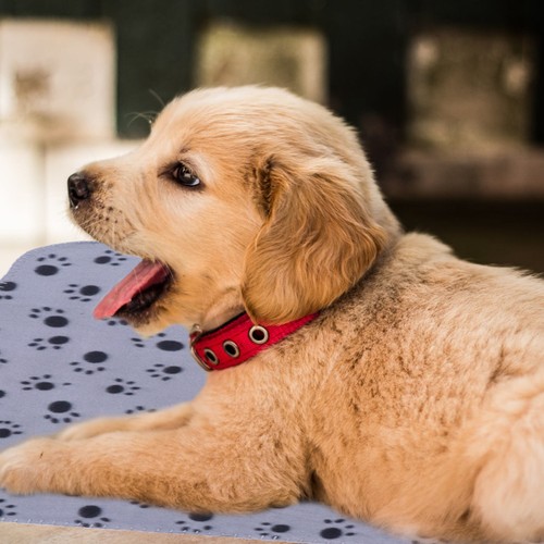 Plaid pour chien petite - pour,