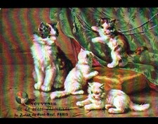 JEU de CHAT & CHATON / BELLE