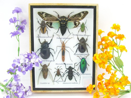 Insectes exotiques réel - 3d,