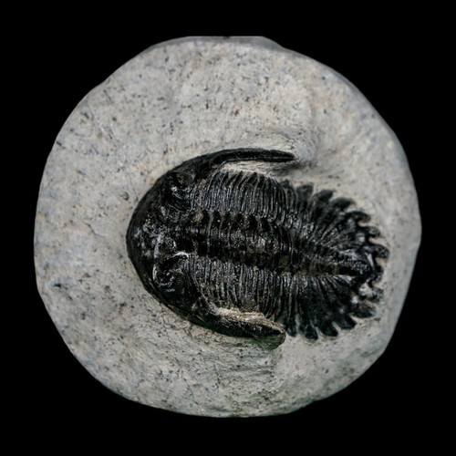 Metacanthina - 1.6",