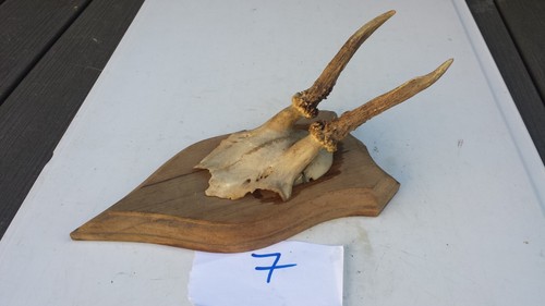 Massacre trophée de - n°7.,