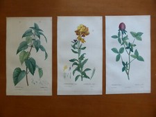 3 Gravures couleur - Botanique