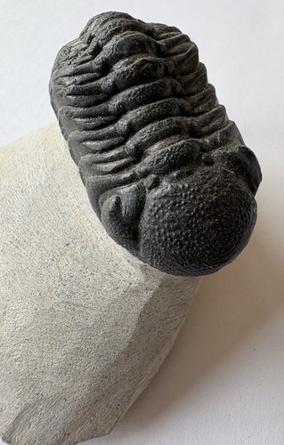 Phacops trilobite fossils - phacops,