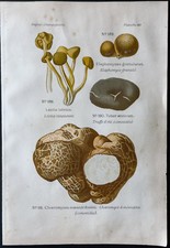 1891 - Planche couleur