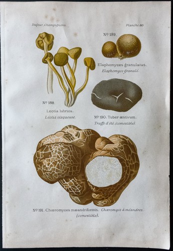 1891 planche couleur - 1891,
