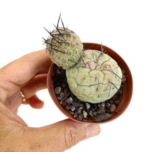 Tephrocactus geometricus black - tephrocactus,
