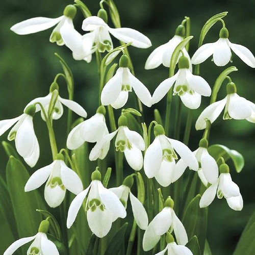 Bulbes perce neige - bulbes, perce-neige
