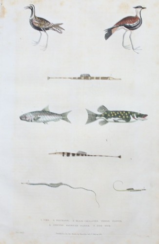 1780 brochet sardine - 1780,