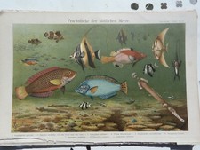  14 Planches chromo-lytho - Faune marine - Extraites Encyclopédie allemande