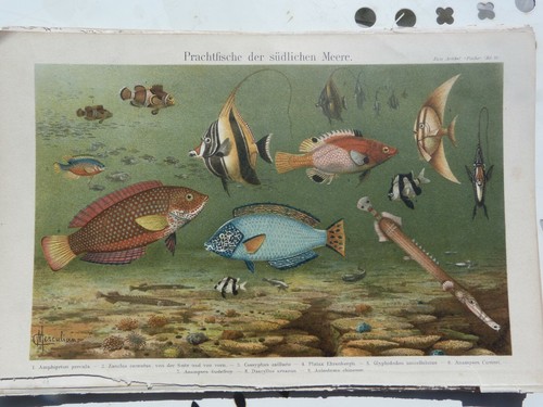 Planches chromo lytho - chromo-lytho,