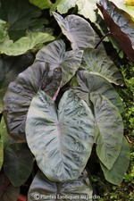 Colocasia Hilo Bay ° 1 plant