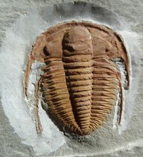 TRILOBITE CAMBRIEN : HAMATOLENUS