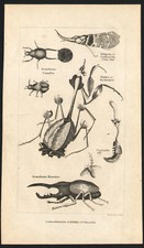 1823 Fine gravure anglaise