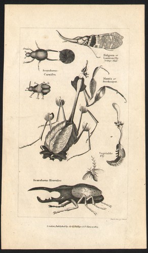 1823 fine gravure anglaise - fine,
