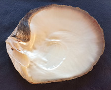 Coquillage grande nacre - 2.087 kg