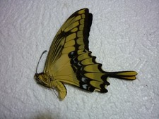 ENTOMOLOGIE-  Papillon en