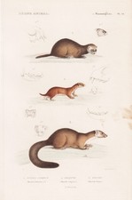 Mustela Martre Pierre Iltis