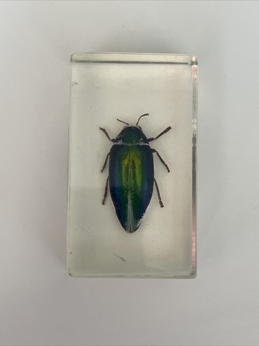 Véritable insecte dans - véritable,