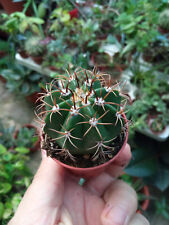 Melocactus Matanzanus 5 CM Approx. Magnifiques Plante Cactus Jeune Succulente