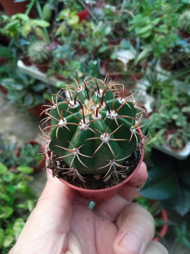 Melocactus matanzanus cm - matanzanus, 5